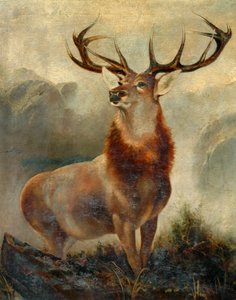 Hirsch in der Enge