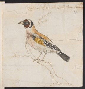 Vogelküken, ca. 1757-1815 von James Gillray