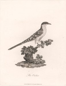 Bienenkuckuck von James Heath
