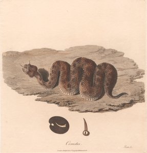 Cerastes von James Heath