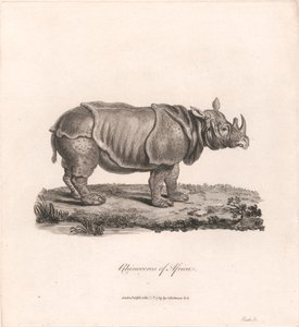 Nashorn von Afrika