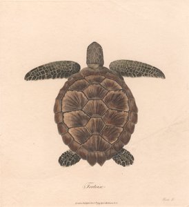 Schildkröte