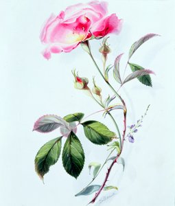 Eine Rose