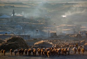 Eine große Herde Rinder zieht durch eine staubige ländliche Stadt zur Weide. Enrentepe, Türkei.