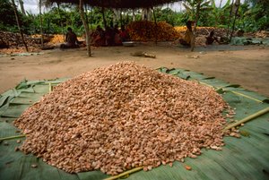 Ein großer Haufen Kakaobohnen (Gattung: Theobroma, Art: cacao), die bereits fermentiert sind. von James L Stanfield