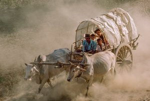 Ochsenkarrenrennen markieren den Vollmondtag von Kason. Patheingyi, östlich von Mandalay, Burma