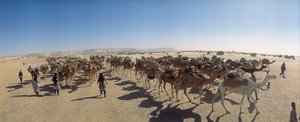 Panorama einer Salzkarawane außerhalb von Fachi. In der Nähe von Fachi, Niger. von James L Stanfield
