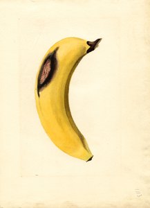 Banane (Musa)