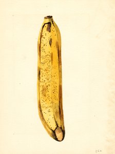 Banane (Musa)
