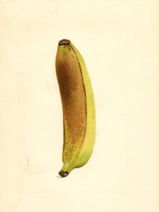 Banane (Musa)