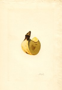 Banane (Musa)