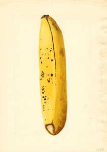 Banane (Musa)