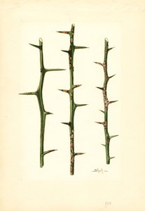 Zitruskrebs am Orangenpflanzenstamm (Poncirus trifoliata)