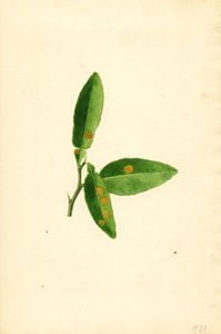 Krankes Orangenbaumblatt (Citrus aurantium) von James Marion Shull