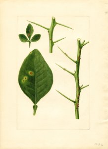 Kranke Orangenbaumblatt und Zweig (Poncirus trifoliata) von James Marion Shull