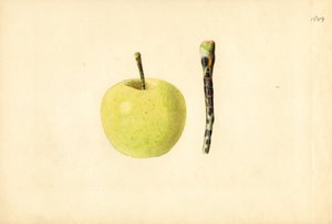 Golden Delicious Apfel (Malus domestica)