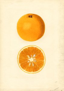 Homosassa-Orangen (Citrus sinensis) von James Marion Shull