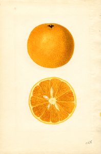 Majorca-Orangen (Citrus sinensis) von James Marion Shull