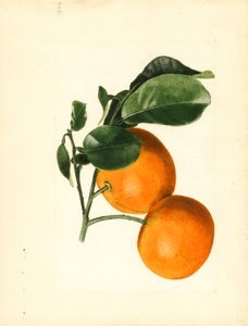Orangen (Citrus aurantium: Sauer x 2/3) von James Marion Shull