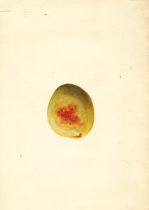 Pfirsich (Prunus persica: Elberta) von James Marion Shull