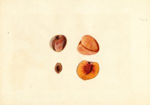 Pfirsiche (Prunus persica: Hutchkins) von James Marion Shull