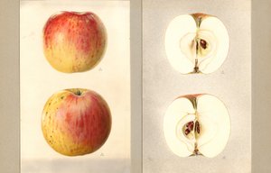 Wilson-Juni-Äpfel (Malus domestica) von James Marion Shull