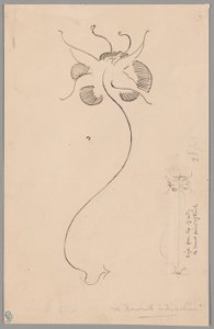 Schmetterling (recto); Studie eines Schmetterlings (verso)