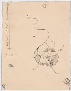 Schmetterling (recto); Skizze für Schlussvignette (verso)