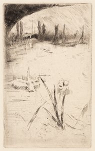 Skizze nach Cecil Lawsons "Schwan und Iris"