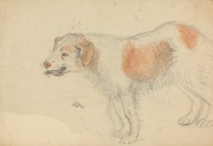 Ein Hund von James Sowerby