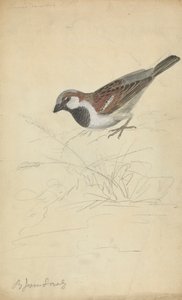 Ein Haussperling von James Sowerby