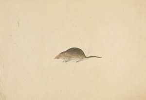 Eine Spitzmaus von James Sowerby