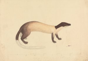 Ein Wiesel