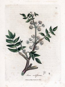Sumpf-Wasserkresse, Sium nodiflorum von James Sowerby
