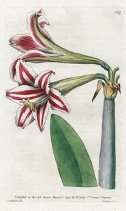 Amaryllis Variete, ursprünglich aus Südamerika - Lithographie von James Sowerby (1757-1822), aus dem Botanical Magazine von William Curtis (1746-1799) von James Sowerby