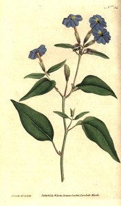 Amerikanische Browallie - Jamaikanisches Vergissmeinnicht, Amethystblume oder Buschveilchen, Browallia americana. Handkolorierte Kupferstichgravur und botanische Illustration von James Sowerby aus William Curtis