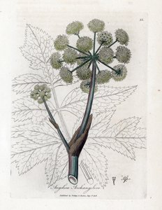 Angelique echt oder officinal oder archangelique - Gartenengelwurz, Angelica archangelica. Handkolorierte Kupferstichgravur von James Sowerby aus William Woodville und Sir William Jackson Hooker