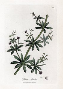 Kletten-Labkraut, Galium aparine