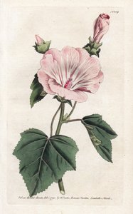 Jährliche Purpur- oder Quartalslavater - Lithographie von James Sowerby (1757-1822), aus William Curtis