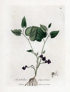 Aristoloche Variete - Schlangenwurzel-Birthwort, Aristolochia serpentaria. Handkolorierte Kupferstichgravur von James Sowerby aus William Woodville und Sir William Jackson Hooker