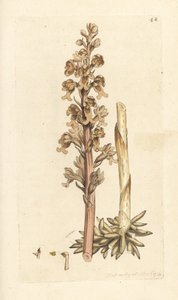 Nestwurz, Neottia nidus-avis