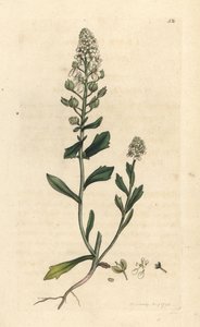 Bittere Schleifenblume, Iberis amara von James Sowerby