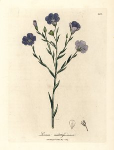 Blau blühender Flachs, Linum usitatissimum