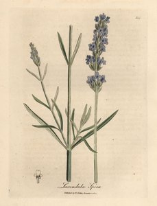 Blau blühender Lavendel, Lavandula spica