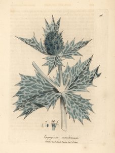 Blau blühender Meerkohl oder Eryngo, Eryngium maritinum