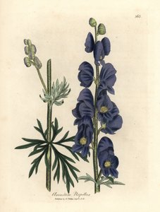 Blau blühender Eisenhut, Aconitum napellus von James Sowerby