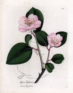 Botanische Tafel: Blumen und Quitte, Frucht des Quittenbaums (Cydonia oblonga) - Rosa blühender Quittenbaum mit Umriss der Frucht, Pyrus cydonia. Handkolorierte Kupferstichgravur aus einer botanischen Illustration von James Sowerby aus William Woodville un