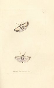 Brixton-Schönheit, Acontia nitidula (Phalaena catena). Handkolorierte Kupferstichgravur von James Sowerby aus The British Miscellany, oder Coloured figures of new, rare, or little known animal subjects. von James Sowerby