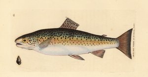 Bachforelle, Salmo trutta fario
