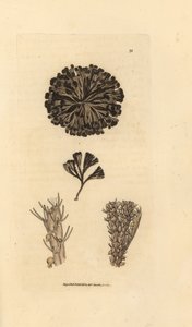 Bugulina avicularia (Flustra avicularis). Handkolorierter Kupferstich von James Sowerby aus The British Miscellany, oder Coloured figures of new, rare, or little known animal subjects.